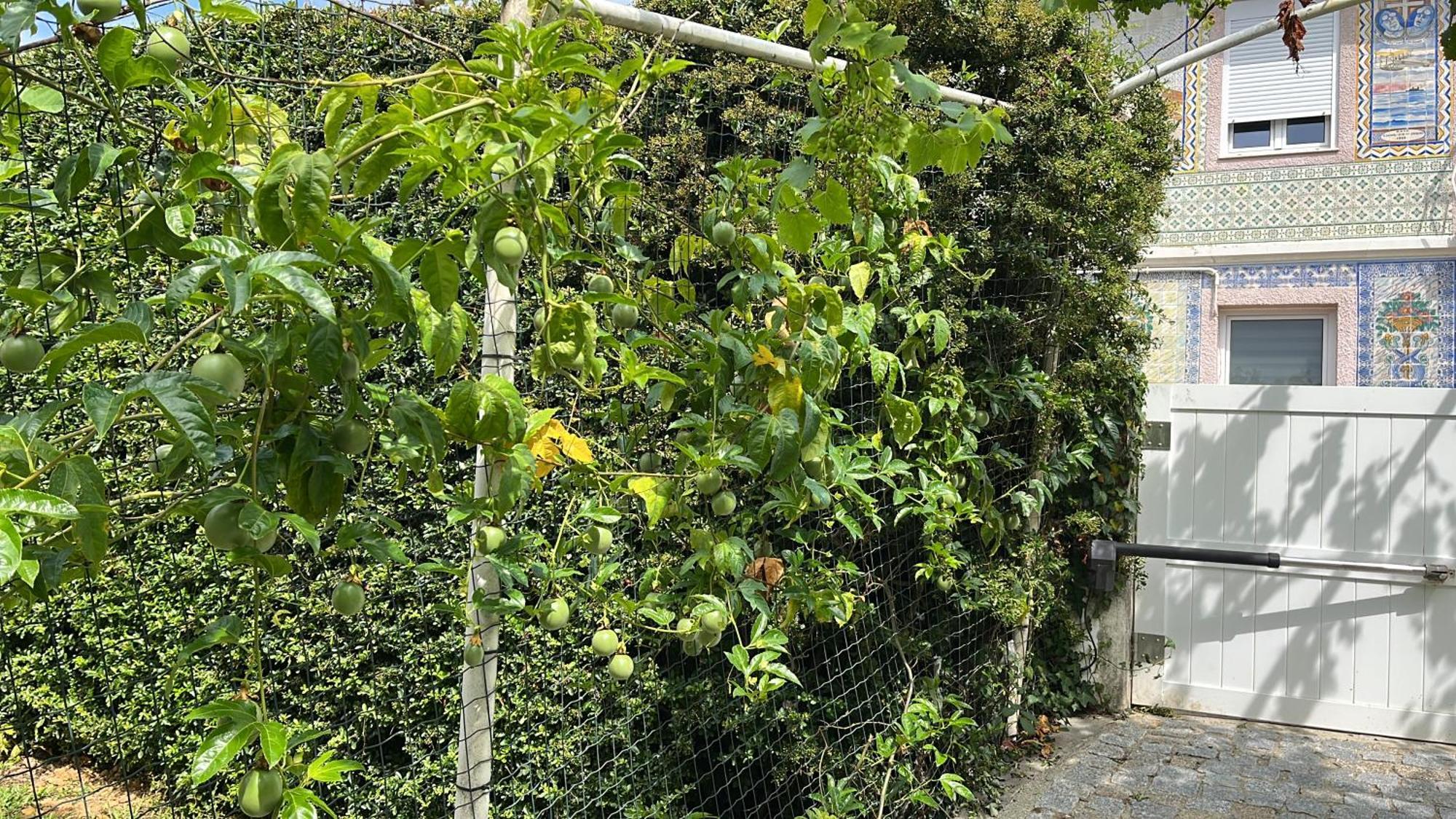 Citrus Tree House, Private Pool And Garden. * Angeja